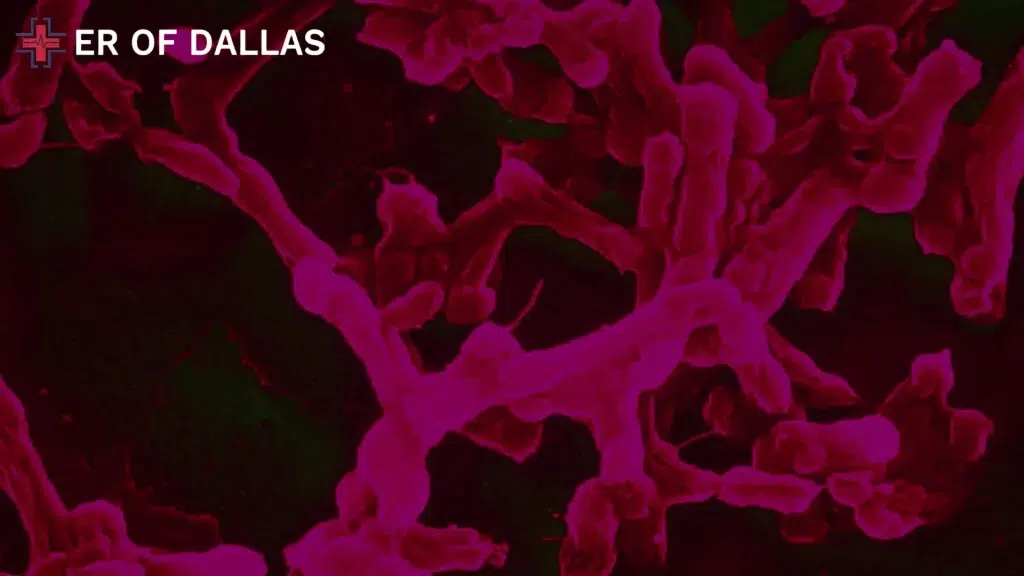 What About A Vaccine for Typhoid - ER of Dallas