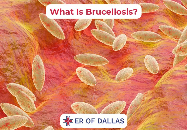 What is Brucellosis - ER of Dallas