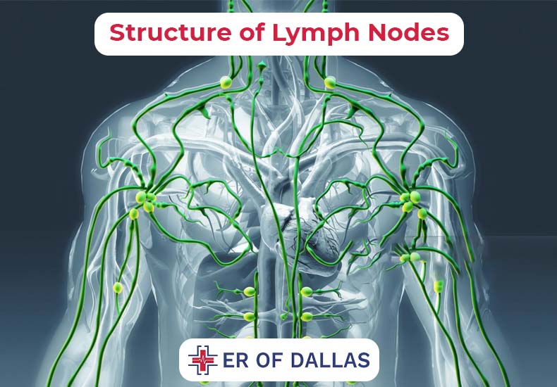 Structure of Lymph Nodes - ER of Dallas