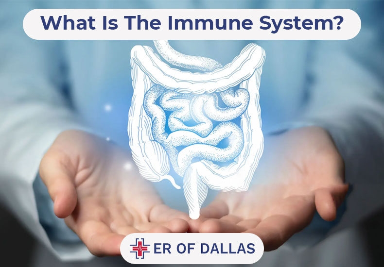 What Is The Immune System - ER of Dallas
